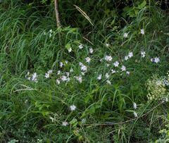 Dianthus hyssopifolius