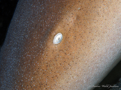 Ginglymostoma cirratum