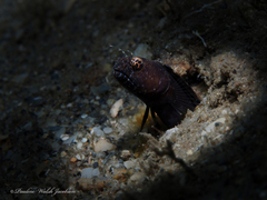 Emblemaria pandionis