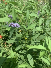 Orbexilum onobrychis