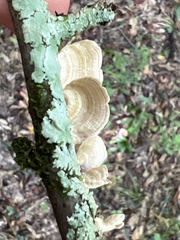 Trametes villosa