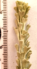 Pentzia dentata