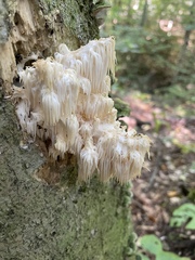 Hericium coralloides