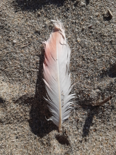 Plume de Flamant rose