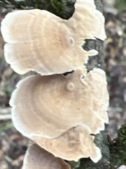 Trametes villosa