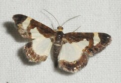 Heliomata cycladata