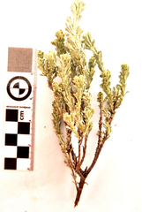 Pentzia dentata
