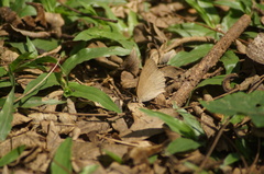 Cissia