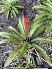 Aechmea lamarchei