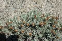 Helichrysum galpinii