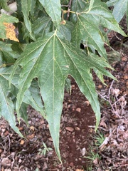 Platanus wrightii