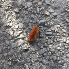 Phragmatobia