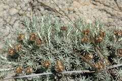 Helichrysum galpinii