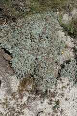 Helichrysum galpinii