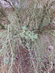 Parkinsonia florida