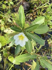 Ludwigia adscendens
