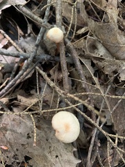 Mycetinis scorodonius