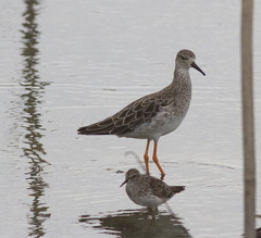 Calidris subminuta
