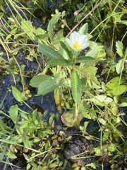 Ludwigia adscendens