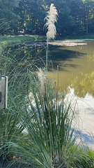 Cortaderia selloana