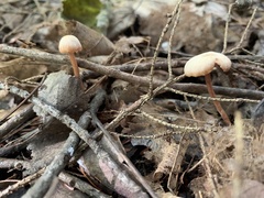 Mycetinis scorodonius