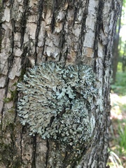 Phaeophyscia hispidula