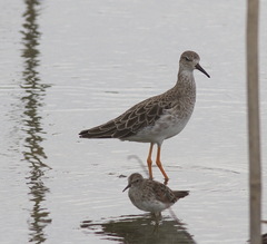 Calidris subminuta