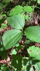 Trillium