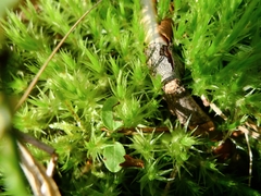 Dicranum polysetum