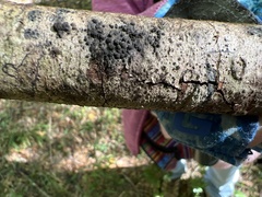 Hypoxylon fragiforme