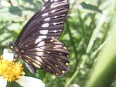 Catasticta flisa flisa