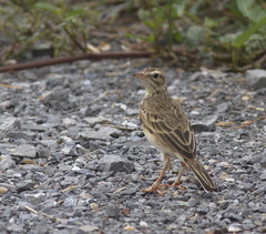 Calidris subminuta