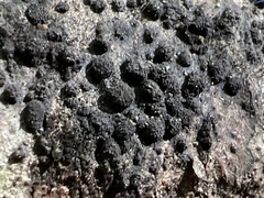 Hypoxylon fragiforme
