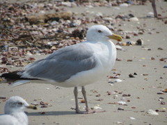 Larus argentatus