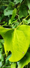 Dioscorea alata