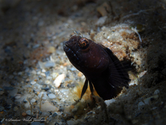 Emblemaria pandionis