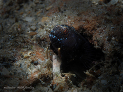 Emblemaria pandionis