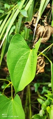 Dioscorea alata