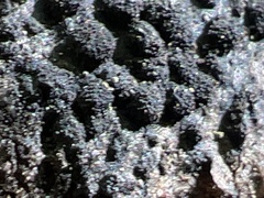 Hypoxylon fragiforme