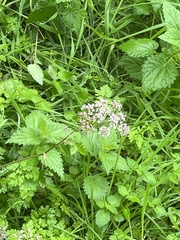 Heracleum sphondylium
