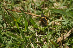 Riodina lycisca