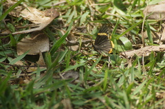 Riodina lycisca