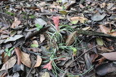 Tillandsia paraensis