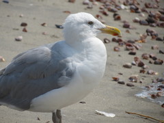 Larus argentatus