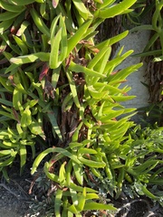 Carpobrotus edulis