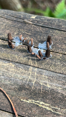 Stemonitis splendens