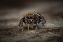 Thorelliola ensifera