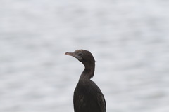 Calidris subminuta