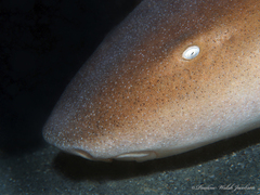 Ginglymostoma cirratum