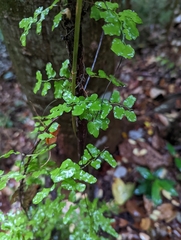 Lygodium microphyllum